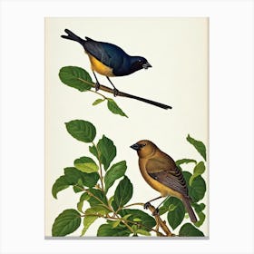 Cowbird James Audubon Vintage Style Bird Canvas Print