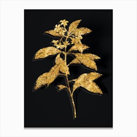 Vintage Sweet Pittosporum Branch Botanical in Gold on Black n.0047 Canvas Print