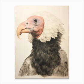 Vintage Bird Drawing California Condor 1 Canvas Print