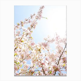 Cherry Blossom Sunshine Canvas Print