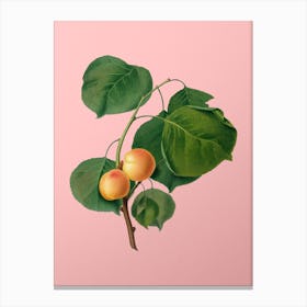 Vintage Yellow Apricot Botanical on Soft Pink n.0288 Canvas Print