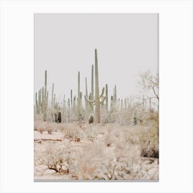 Arizona Desert View Canvas Print