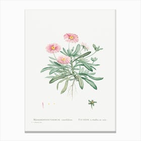 Mesembryanthemum Cuneifolium (Livingstone Daisy), Pierre Joseph Redoute Canvas Print
