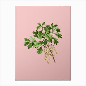 Vintage Bear Oak Botanical on Soft Pink n.0088 Canvas Print