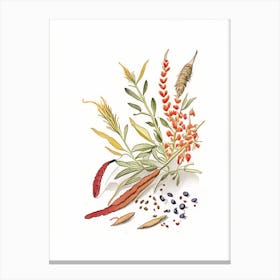 Cat S Claw Spices And Herbs Pencil Illustration 3 Canvas Print