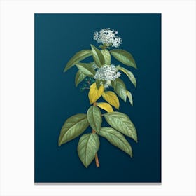 Vintage Laurustinus Botanical Art on Teal Blue n.0367 Canvas Print