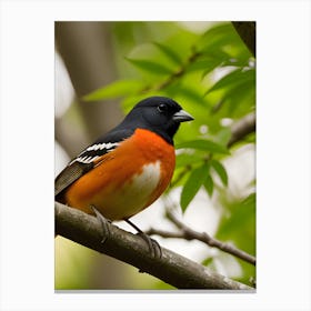 Eastern Towhee - Random Reality 1 Canvas Print