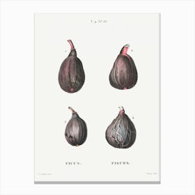 Figs (Ficus), Pierre Joseph Redoute (2) Canvas Print