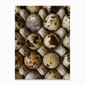 Quail Eggs 10 Canvas Print