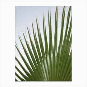 Palm Leaf Canvas Print