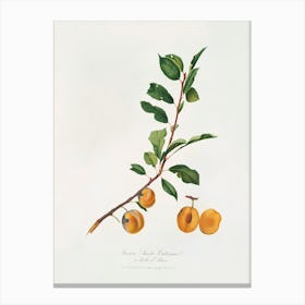 Apricot (Prunus Sanctae Catherinae) From Pomona Italiana (1817 -1839), Giorgio Gallesio Canvas Print