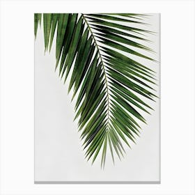 Palm Leaf Canvas Print