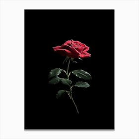 Single Red Rose On Black Background 1 Canvas Print