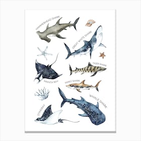 Shark Types Canvas Print
