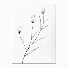 Tulips 3 Canvas Print