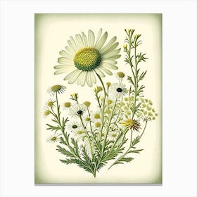Camomile Herb Vintage Botanical Canvas Print