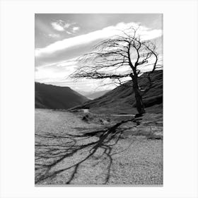 Lonely Tree - New Zealand Canvas Print