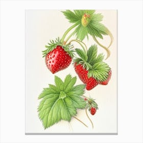 Alpine Strawberries, Plant, Pencil Colour Canvas Print