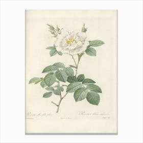 Rose Illustration, Pierre Joseph Redoute (13) 1 Canvas Print