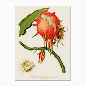 Botanical Cactus Canvas Print