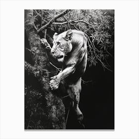 Barbary Lion Charcoal Drawing Panthera Leo Leo Climbing A Tree 1 Canvas Print
