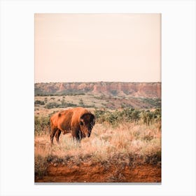 Bison At Sunset Canvas Print