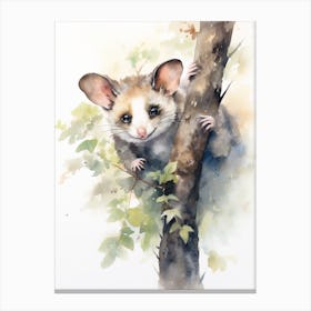 Light Watercolor Painting Of A Hanging Possum 4 Canvas Print