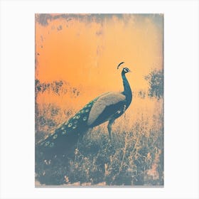 Orange & Blue Peacock In The Grass 3 Canvas Print