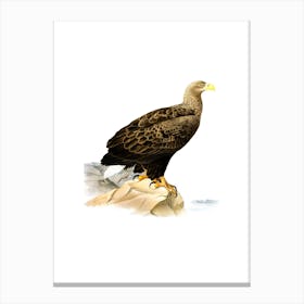 Vintage White Tailed Eagle Bird Illustration on Pure White n.0166 Canvas Print