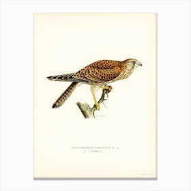Common Kestrel Female, The Von Wright Brothers Canvas Print