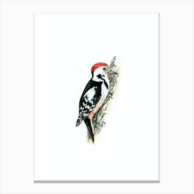 Vintage Middle Spotted Woodpecker Bird Illustration on Pure White Canvas Print