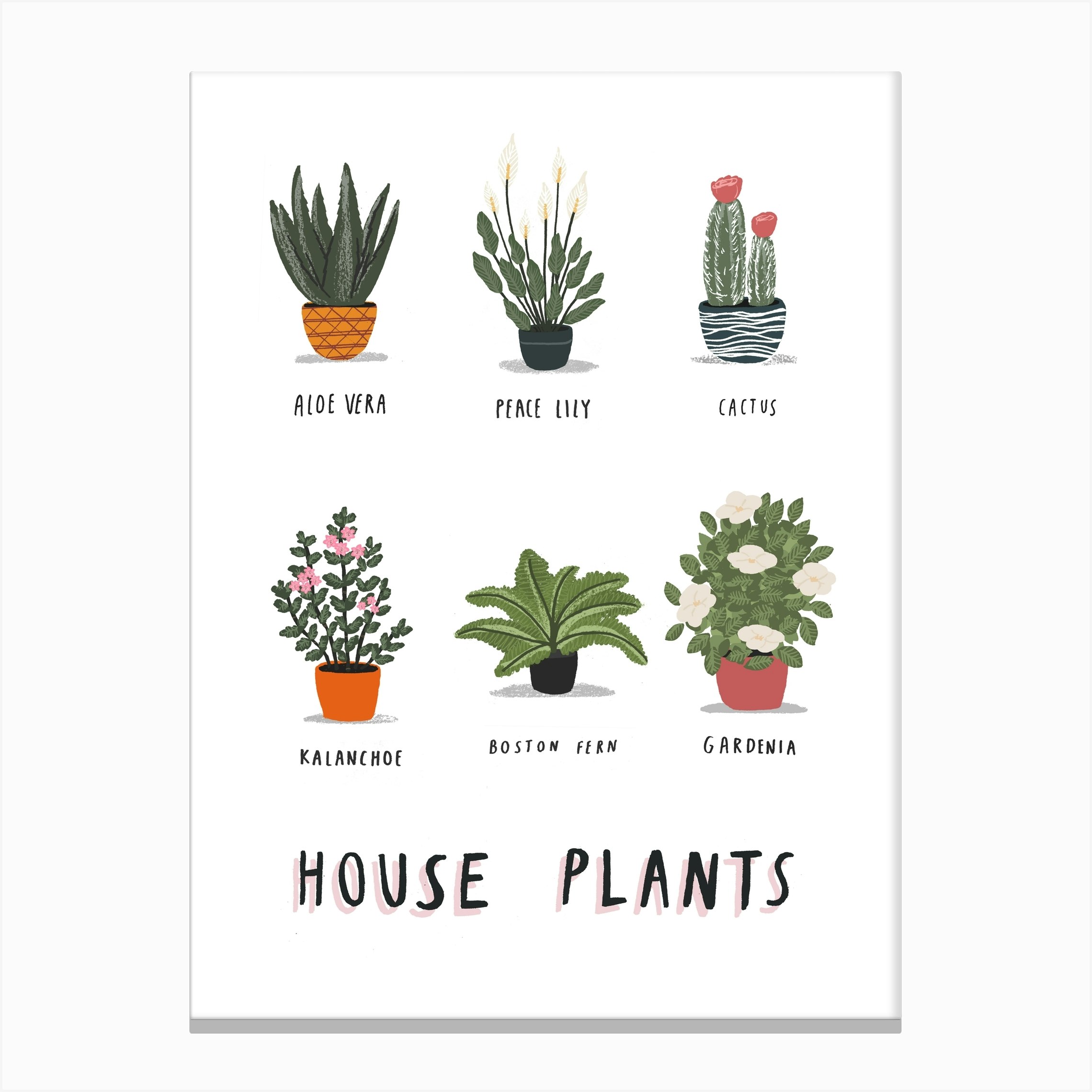 House Plants Print Canvas By Alex Foster Fy Print Canvas By Alex Foster