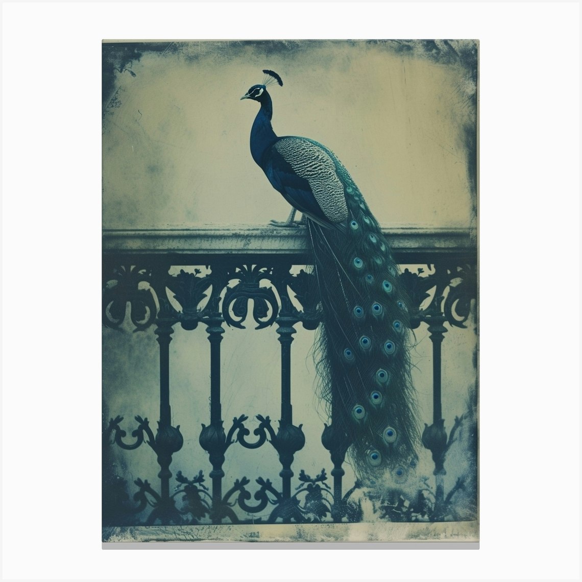 Vintage Peacock On A Banister Cyanotype Inspired 1 Canvas Print by Featherline