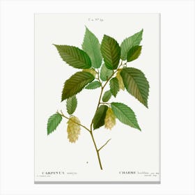 American Hophornbeam, Pierre Joseph Redoute Canvas Print