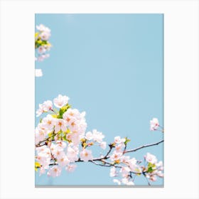 Cherry Blossoms Against Blue Sky Canvas Print