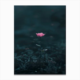 Single Pink Flower In The Dark Canvas Print