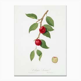 Cherry Plum (Myrobalan Plum) From Pomona Italiana (1817 - 1839) , Giorgio Gallesio Canvas Print