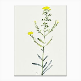 Costmary Herb Minimalist Watercolour 2 Canvas Print