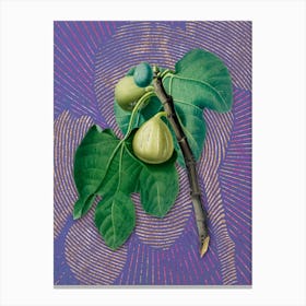 Vintage Fig Branch Botanical Illustration on Veri Peri n.0669 Canvas Print