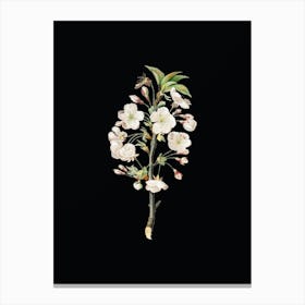 Vintage Pear Tree Flowers Botanical Illustration on Solid Black Canvas Print