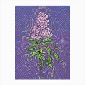 Vintage Persian Lilac Botanical Illustration on Veri Peri n.0266 Canvas Print