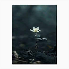 Single Flower In The Dark 60 Canvas Print