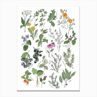 Medicinal Herbs Canvas Print