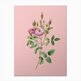 Vintage Mossy Pompon Rose Botanical on Soft Pink n.0210 Canvas Print