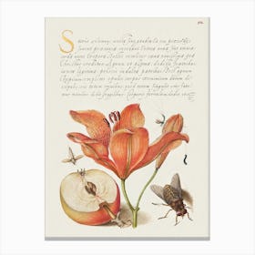 Insects, Orange Lily, Caterpillar, Apple, And Horse Fly From Mira Calligraphiae Monumenta, Joris Hoefnagel Canvas Print