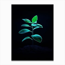 Young Green Plant Canvas Print