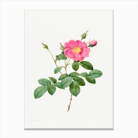 Cabbage Rose, Pierre Joseph Redoute (5) Canvas Print