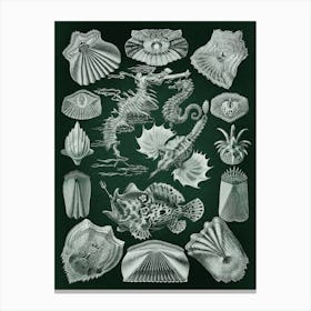 Vintage Haeckel 8 Tafel 87 Knochenfische Canvas Print
