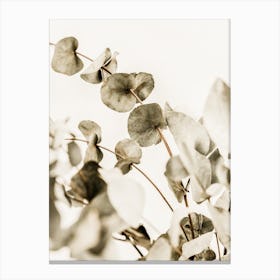 Eucalyptus Canvas Print