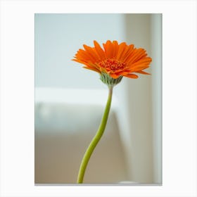 Orange Gerbera Flower In White Vase On White Background Canvas Print